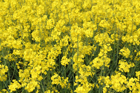Field of canola in Brittanyの写真素材