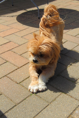 Lhasa Apso dog stretching in the gardenの写真素材