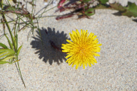 Dandelion on the sandの写真素材