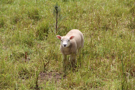 Lamb in a fieldの写真素材