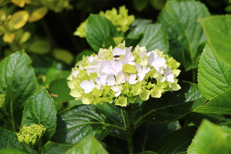 Blooming of Hydrangea flowers in a gardenの写真素材
