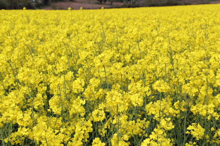 Field of canola in Brittanyの写真素材