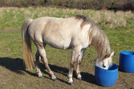 Drinking horse in a fieldの写真素材