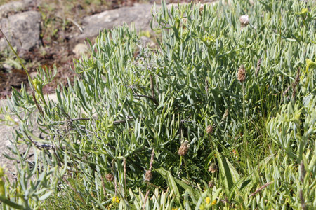 Samphire on the coastの写真素材