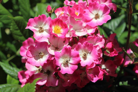 Eglantine pink roses in a gardenの写真素材