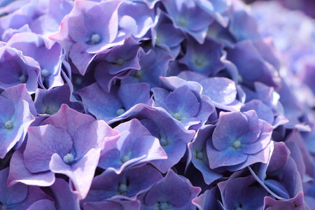 Purple hydrangea flowers in a garden