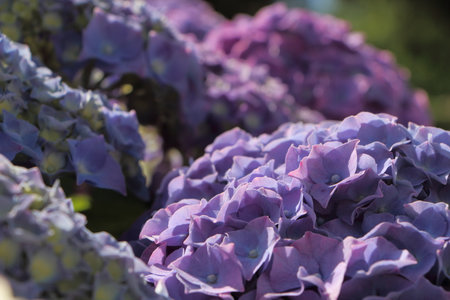 Purple hydrangea flowers in a garden
