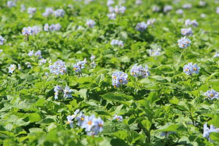 Potatoes plants in a field in brittanyの写真素材