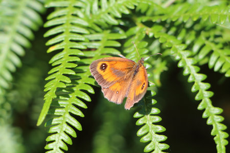 Amaryllis butterfly on fernの写真素材