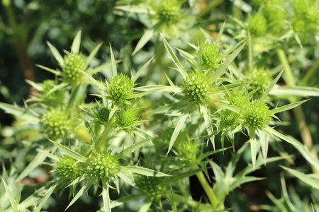 Plant of thistleの写真素材