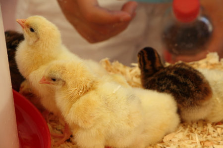 Chick in a brooderの写真素材