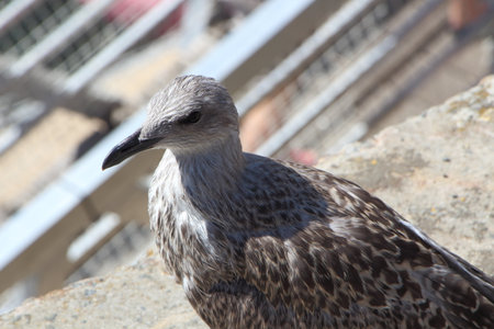 Young seagull on a wallの写真素材