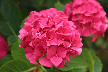 Pink hydrangea flowerの写真素材