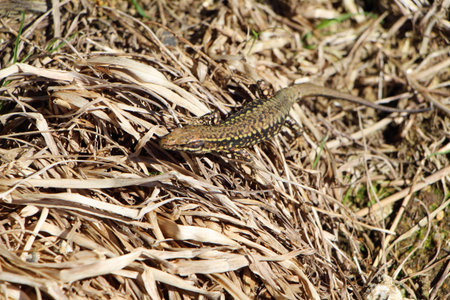 Lizard on dried grassの写真素材