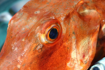 Eye of a Gurnard was pewter dishの写真素材
