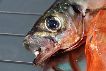 Gurnard and horse mackerel was pewter dishの写真素材
