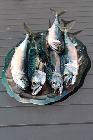 Mackerel was pewter dishの写真素材