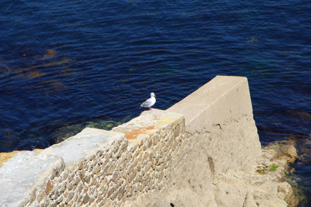 Seagull on a wall on the coast of Brittanyの写真素材