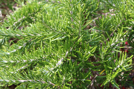 Rosemary plant in a gardenの写真素材