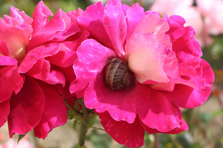 Pink rose with a snail in a gardenの写真素材