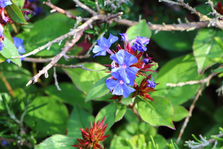 Blue flowers in a gardenの写真素材