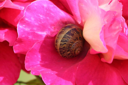 Pink rose with a snail in a gardenの写真素材