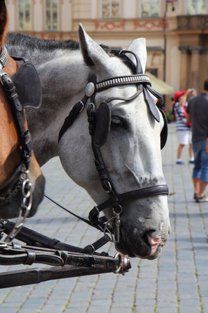 Head of a horse in Pragueの写真素材