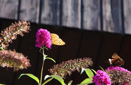 Lady butterfly on butterfly bushの写真素材