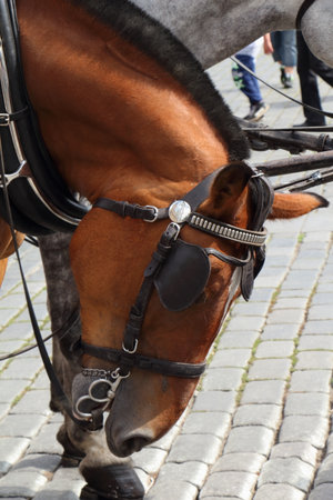 Head of a hitching up in Pragueの写真素材