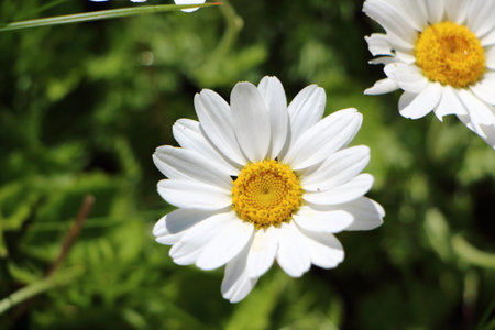 White flower of oxeye daisyの写真素材