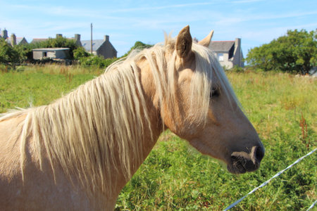 Pony in a fieldの写真素材