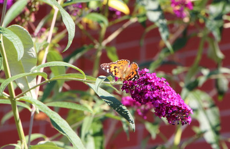Lady butterfly on butterfly bushの写真素材