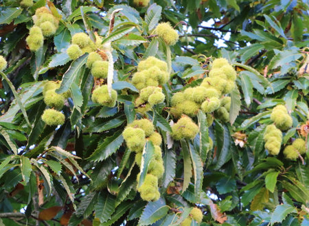 Husk on a chestnut tree branchの写真素材