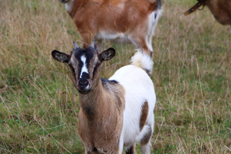 Goats in a fieldの写真素材