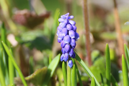 Flower of grape hyacinthの写真素材