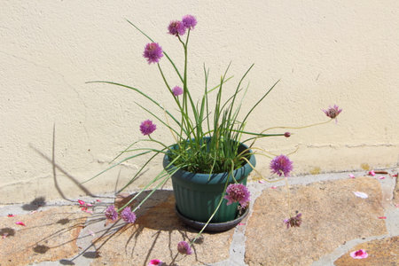 Chive plant with purple flowers in a plastic flower potの写真素材