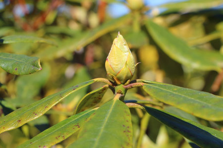 Bud of rhododendron before blooming at the beginning of springの写真素材