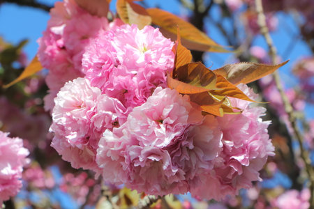 Close-up of pink flowers of japanese cherry tree in a garden during springの写真素材
