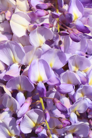 Close-up of purple Wisteria flower in a gardenの写真素材