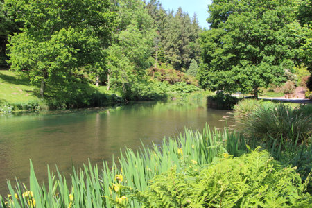 Pond between trees and plants in a park during springの写真素材