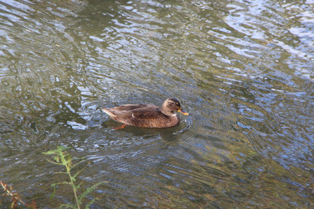Brown female mallard duck swimming on a riverの写真素材