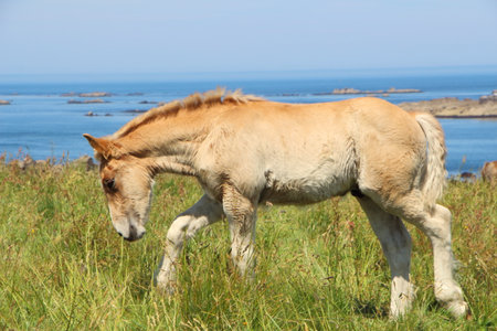 Trait Breton foal in a field in Brittanyの写真素材