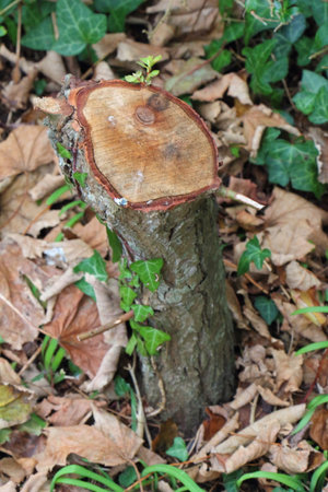 Stump and dead leaves in a gardenの写真素材