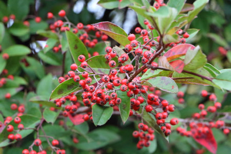 Red firethorn berries in a gardenの写真素材