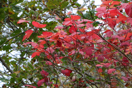 Red leaves on a mapple tree in a garden during autumnの写真素材