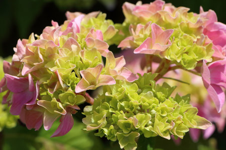 Blooming of pink hydrangea flower in a garden at the beginning of springの写真素材