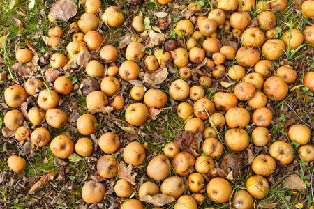 Apples on the ground under an apple tree during autumn