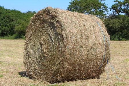 Hay bale in a field after harvesting in Brittany