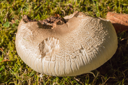 Field mushroom in the grass of a field during autumnの写真素材