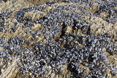 Wild mussels on rocks at low tide in Brittanyの写真素材